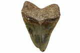 Huge, Fossil Megalodon Tooth - North Carolina #328414-2